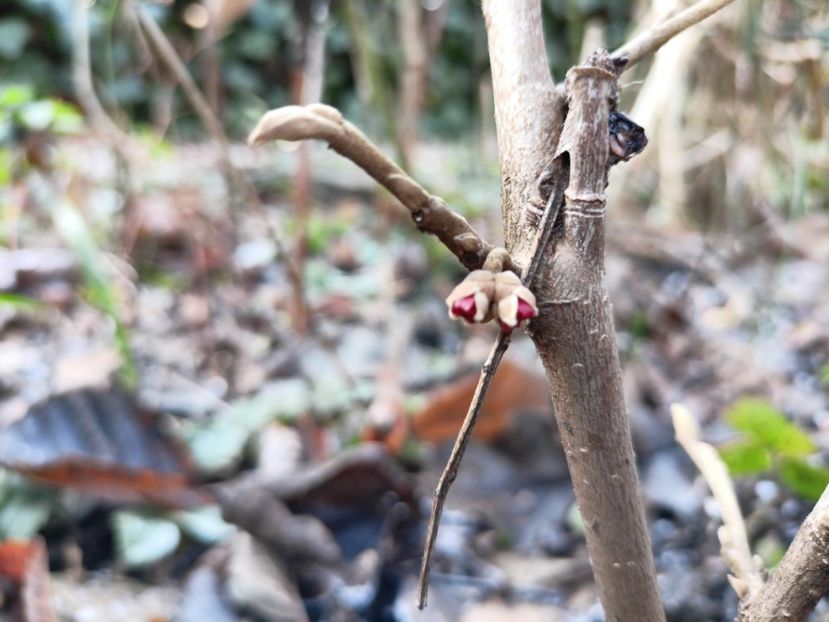 Hamamelis vernalis Amethyst - Grădina 2024