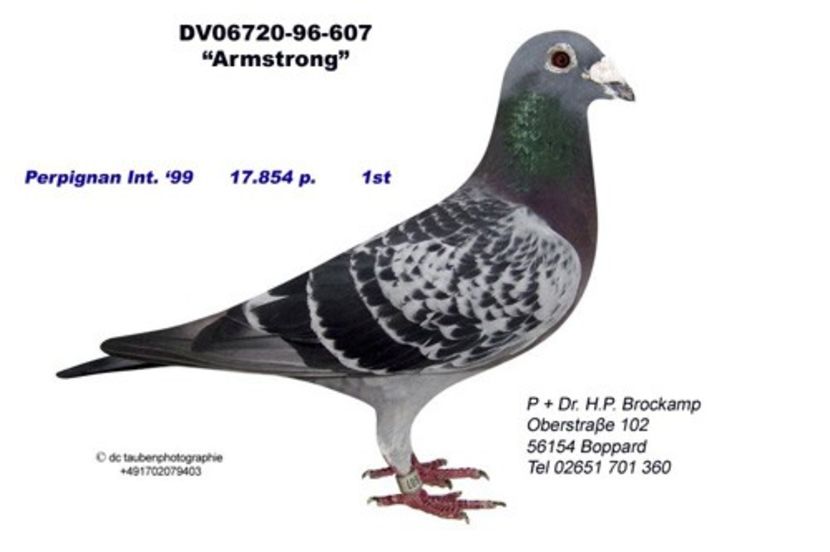 brock607-96 (2) - 7 ROBERT VENUS MARATON COLECTION