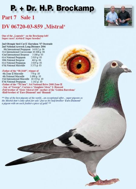 mistral_0_0 (1) - 7 ROBERT VENUS MARATON COLECTION