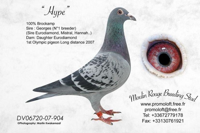  - 7 ROBERT VENUS MARATON COLECTION