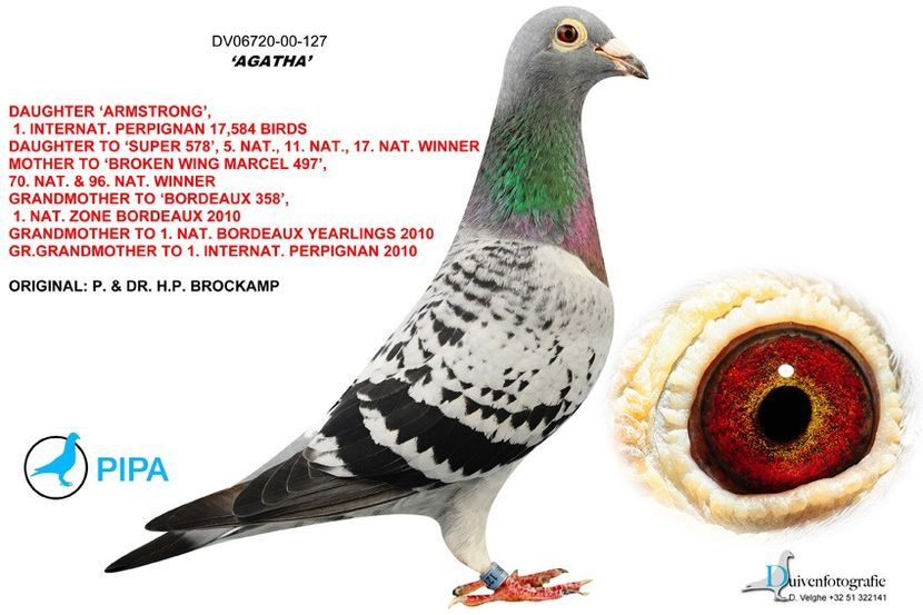  - 7 ROBERT VENUS MARATON COLECTION