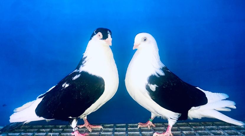 Perechea  19 - B - Perechi 2024