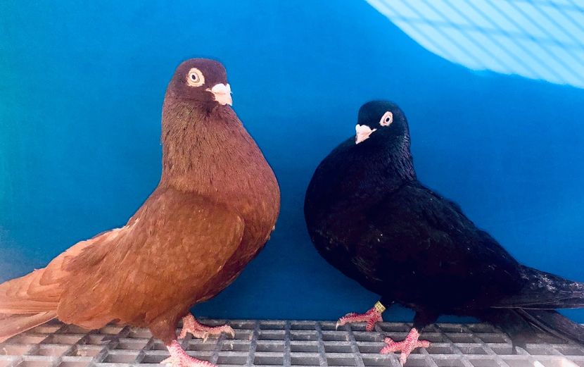 Perechea  32 - B - Perechi 2024