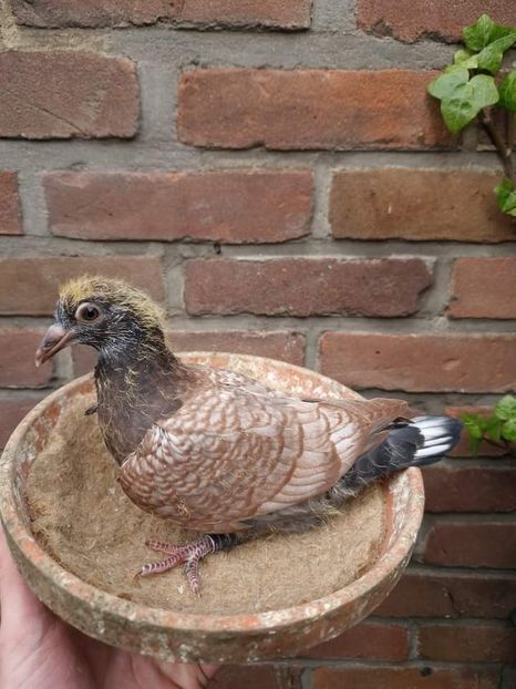  - Nu îmi aparțin 7