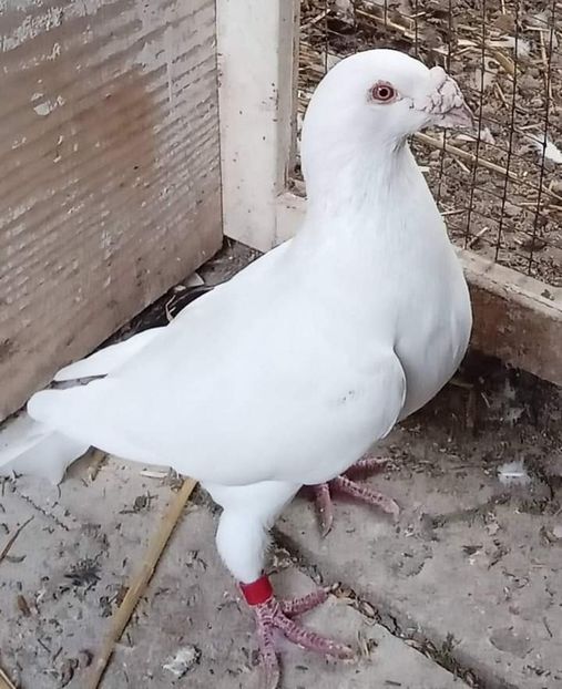  - Nu îmi aparțin 7