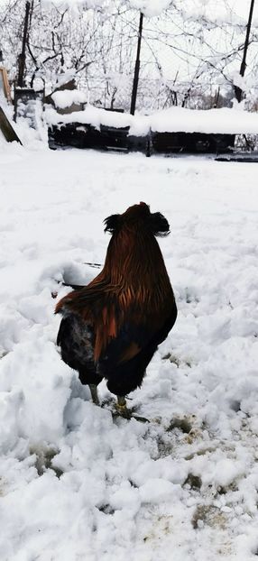 Araucana Goldhalsing Gât Auriu - 2024 Găini Araucana Sălbatic Willd Gold și Gât Auriu Goldhalsing