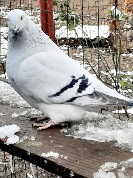  - MATCĂ 2024