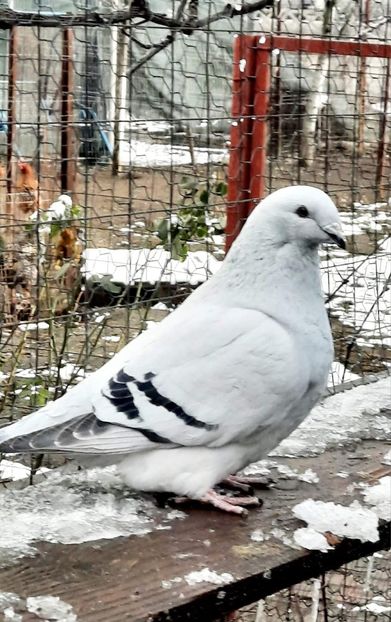  - MATCĂ 2024