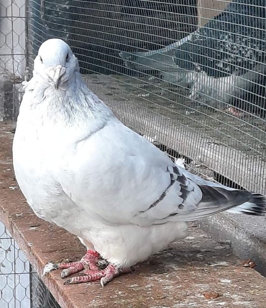  - MATCĂ 2024