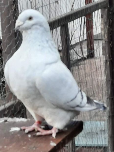 - MATCĂ 2024