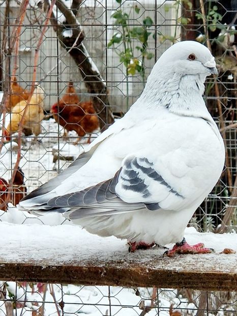  - MATCĂ 2024