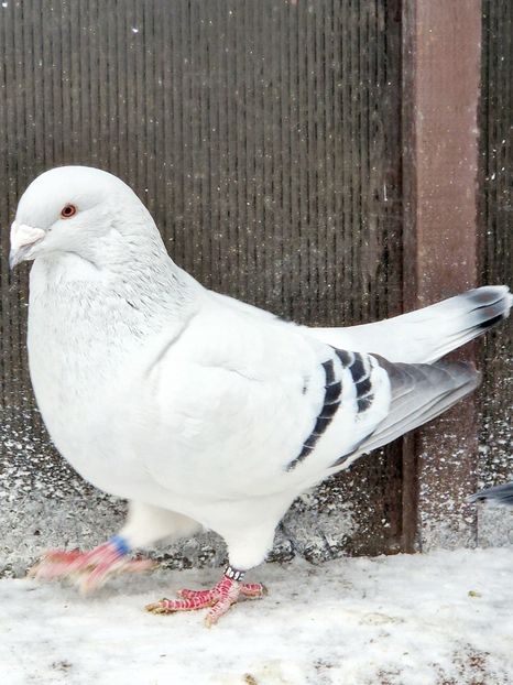  - MATCĂ 2024