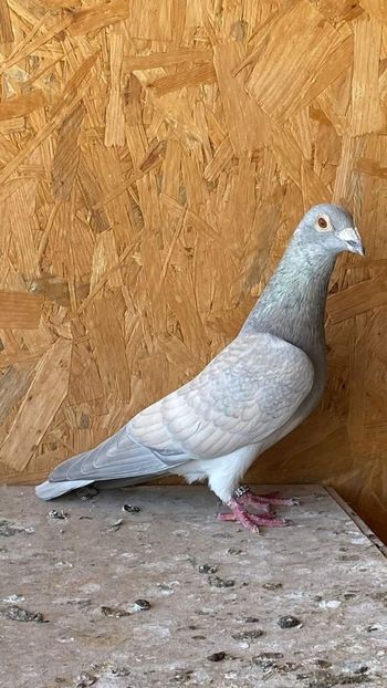  - Nu îmi aparțin 7