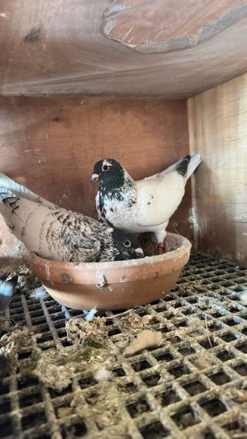  - Nu îmi aparțin 7