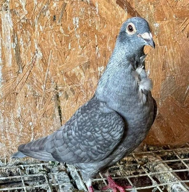  - Nu îmi aparțin 7