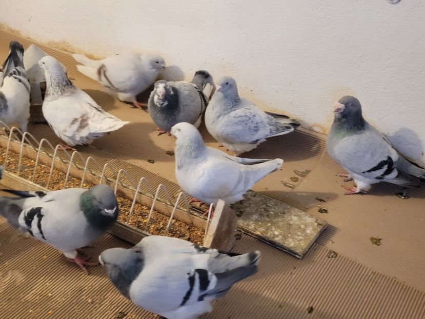  - 0 -22 ian 2024 Voiajori standard