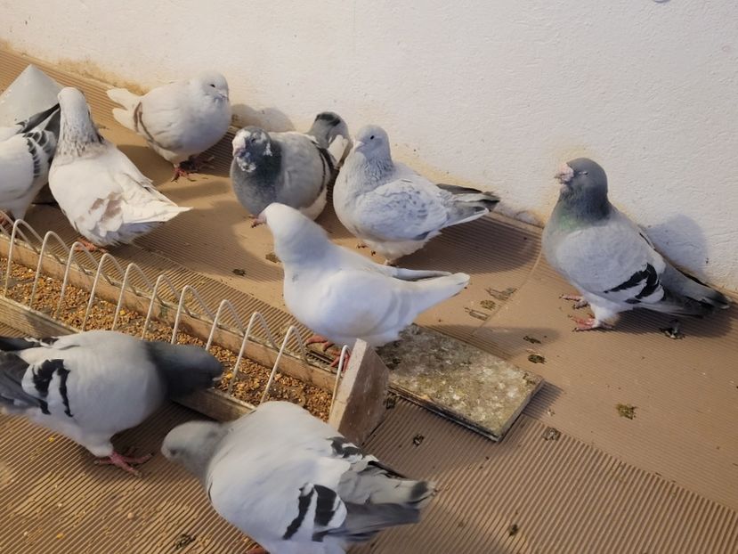  - 0 -22 ian 2024 Voiajori standard