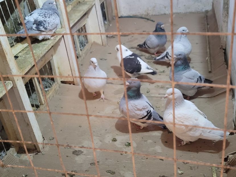  - 0 -22 ian 2024 Voiajori standard