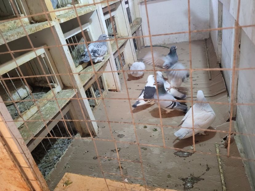  - 0 -22 ian 2024 Voiajori standard