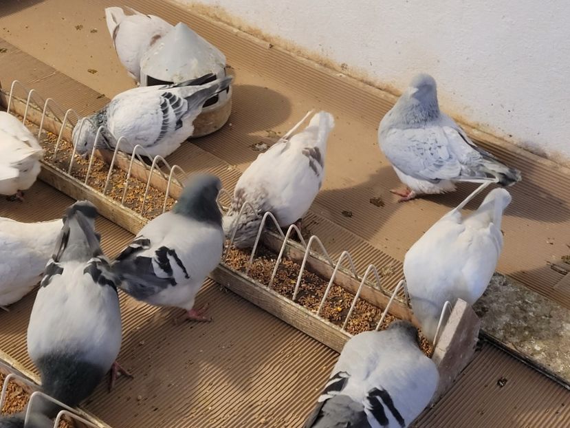  - 0 -22 ian 2024 Voiajori standard