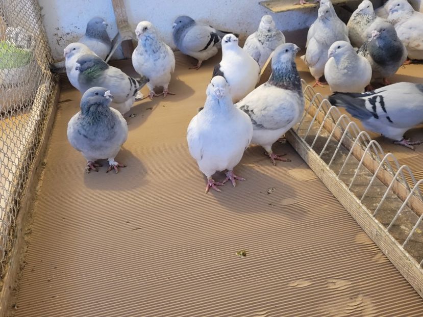  - 0 -22 ian 2024 Voiajori standard