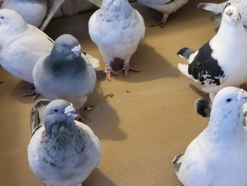  - 0 -22 ian 2024 Voiajori standard