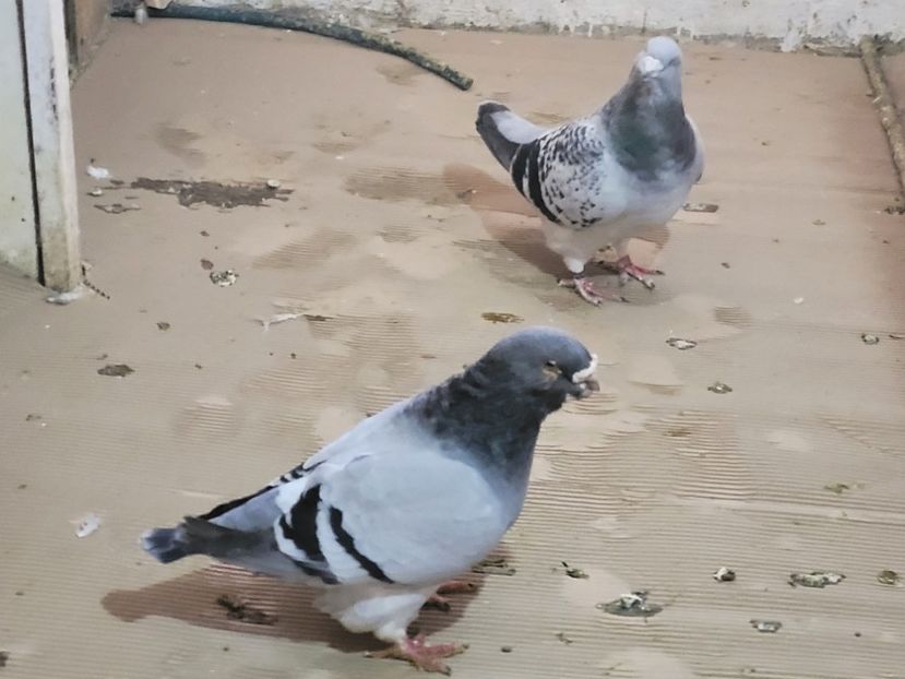  - 0 -22 ian 2024 Voiajori standard