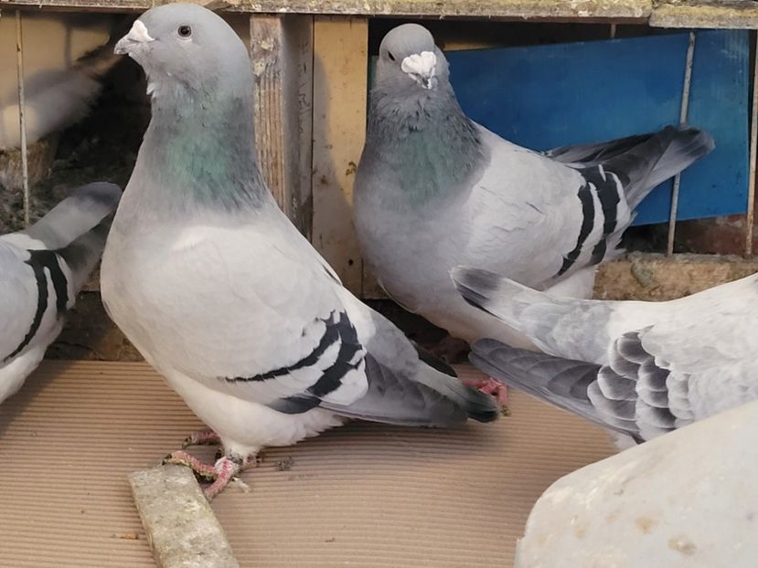  - 0 -22 ian 2024 Voiajori standard