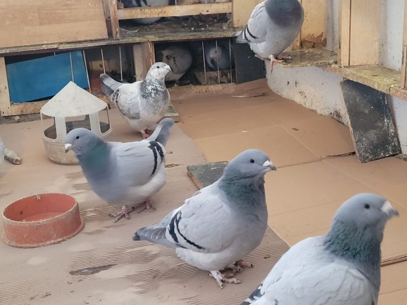  - 0 -22 ian 2024 Voiajori standard