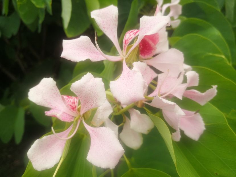 bauhinia variegata - Seminte disponibile