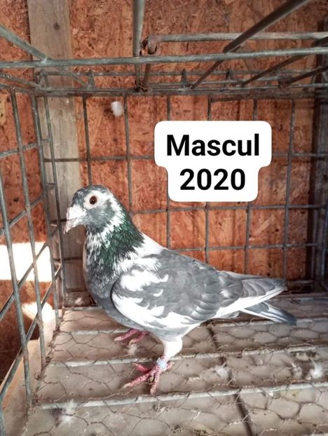  - Nu îmi aparțin 7