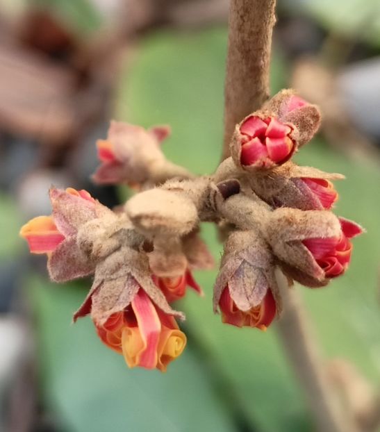 Hamamelis Ruby Glow - Grădina 2024