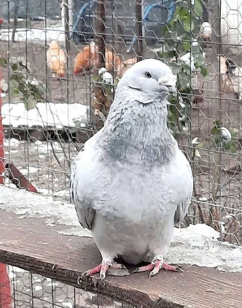  - MATCĂ 2024