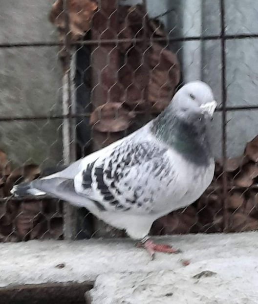  - MATCĂ 2024