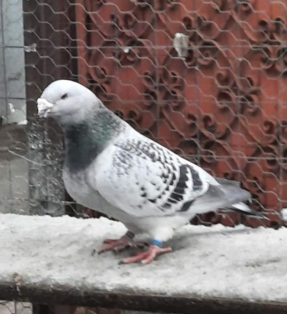  - MATCĂ 2024