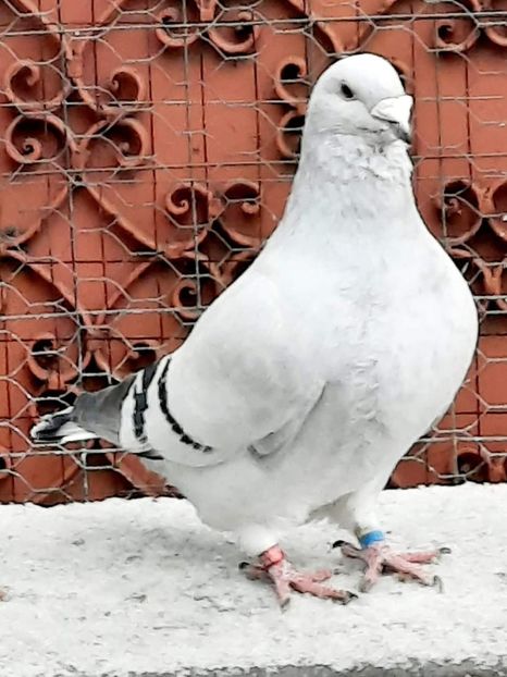  - MATCĂ 2024
