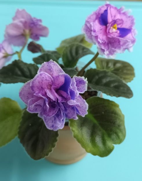  - Va T Prazdnichnyj Naryad Pugovki