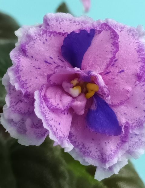 V a T Prazdnichnyj Naryad Pugovki - PORTRETE