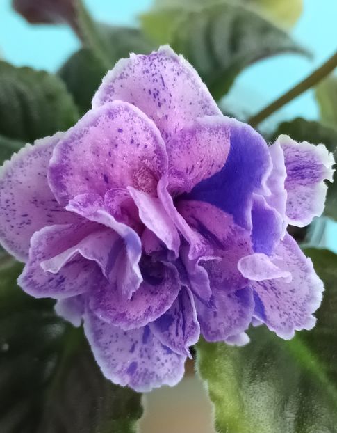 V a T Prazdnichnyj Naryad Pugovki - PORTRETE