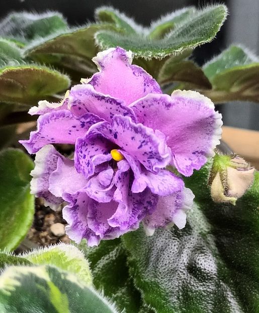 V aT Prazdnichnyj Naryad Pugovki - PORTRETE