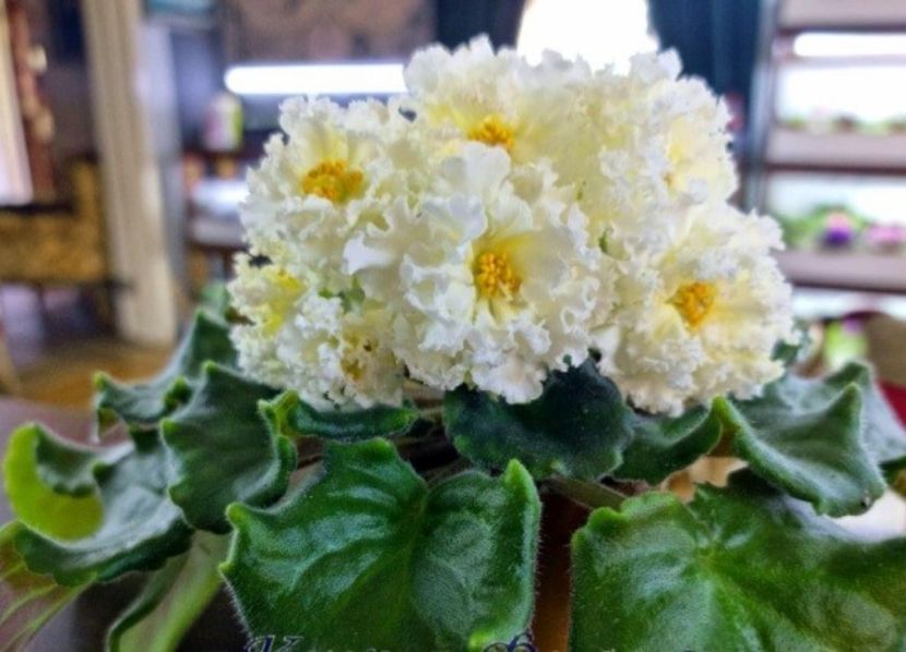 Poza net - LE-Brilliant Tiffany