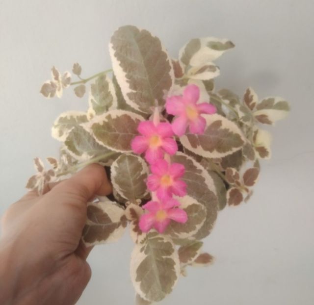 Tot Snow white - Dorinte_vis