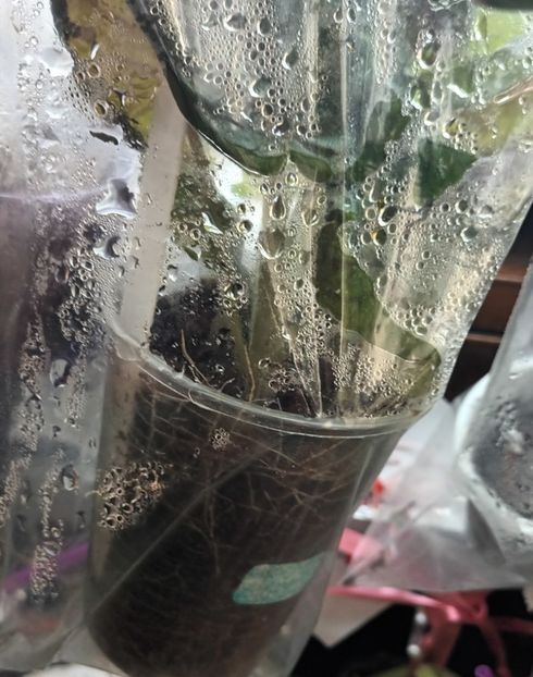 Nu se intelege mare lucru, asa-i? :)) - Surprize