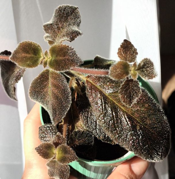 Apare ciocolata in frunze... yummy, e delicioasa! - Chocolate Velour