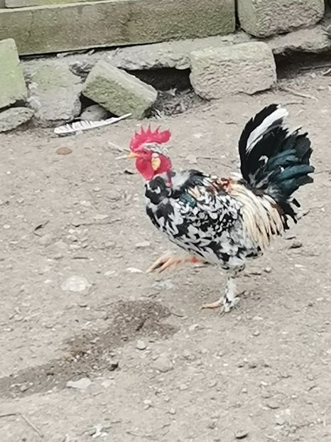  - Gaini pitice golase