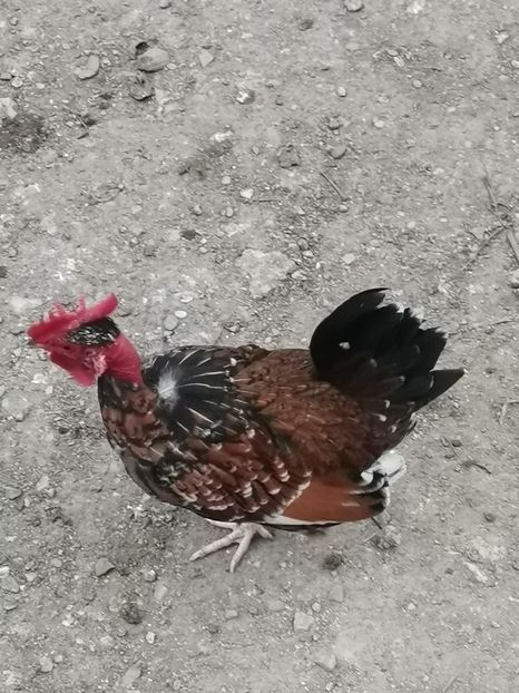  - Gaini pitice golase