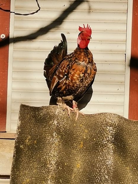  - Gaini pitice golase