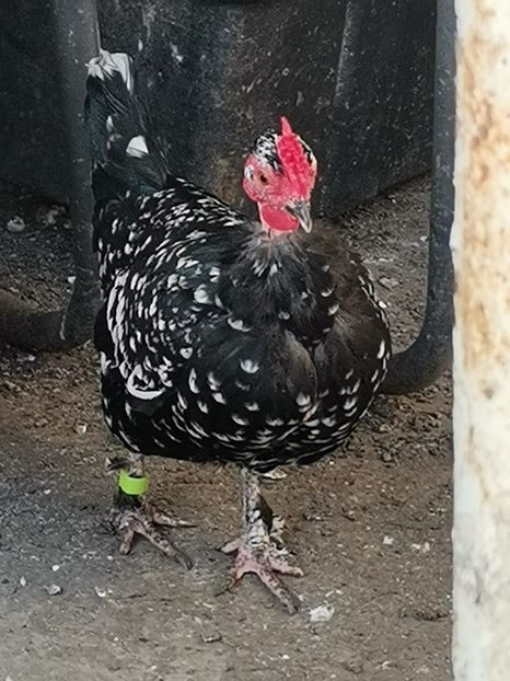  - Gaini pitice golase