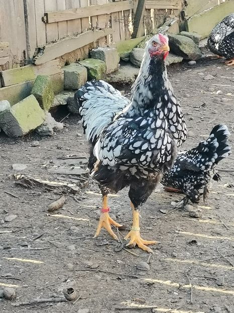  - Wyandotte argintiu talie mare