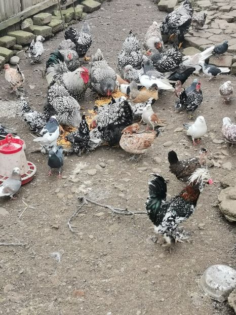  - Wyandotte argintiu talie mare